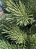 Штучна сосна європейська зелена лита люкс Pine Deluxe No 14 висота 2,5 м, фото 7