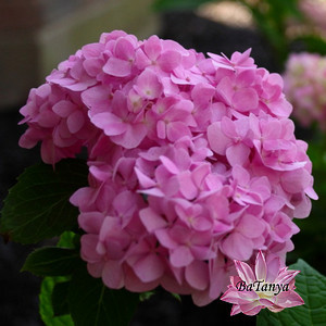 Гортензія великолисна Ендлесс Саммер Пінк (ENDLESS SUMMER PINK 5) (контейнер 0,5л), фото 1