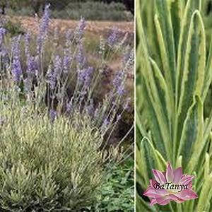 Лаванда Платинум Блонд