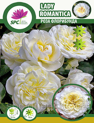 Троянда флорибунда Lady Romantica