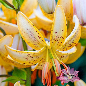 Лілію Guinea Gold, фото 1