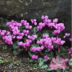 Цикламен садовий, фото 1