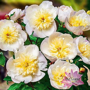 Півонія Мадрид