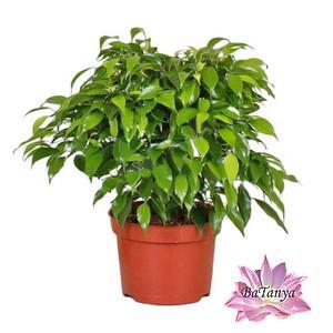 Фікус Бенджаміна, фото 1