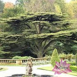 Ліванський кедр (контейнер 0,5л)