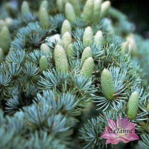 Кедр Атласський (контейнер 0,5л)