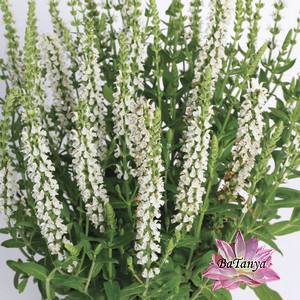 Шавлія дула зібрана Salute White, фото 1