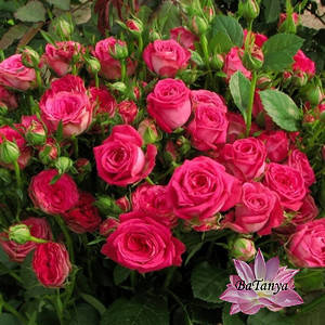 Троянда штамбова Меджик Пепіто