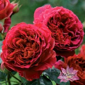 Троянда Кінг Артур