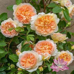 Троянда штамбова Сер Ланселот