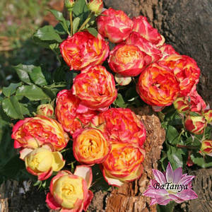 Роза Вулканика