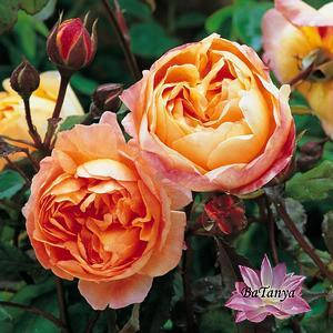 Троянда штамбова Емма Гамільтон