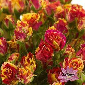 Роза бордюрна Фаєр Флеш