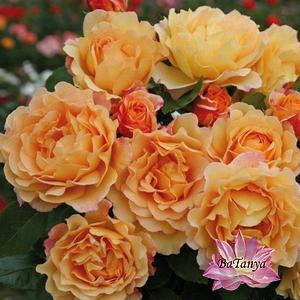 Троянда штамбова Ескалібур