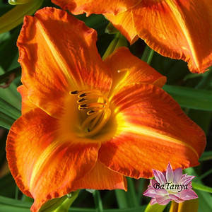 Лілейник Tuscawilla Tigress ( 33)