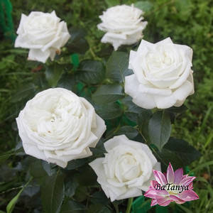 Троянди чайно-гибриднгая Боїнг