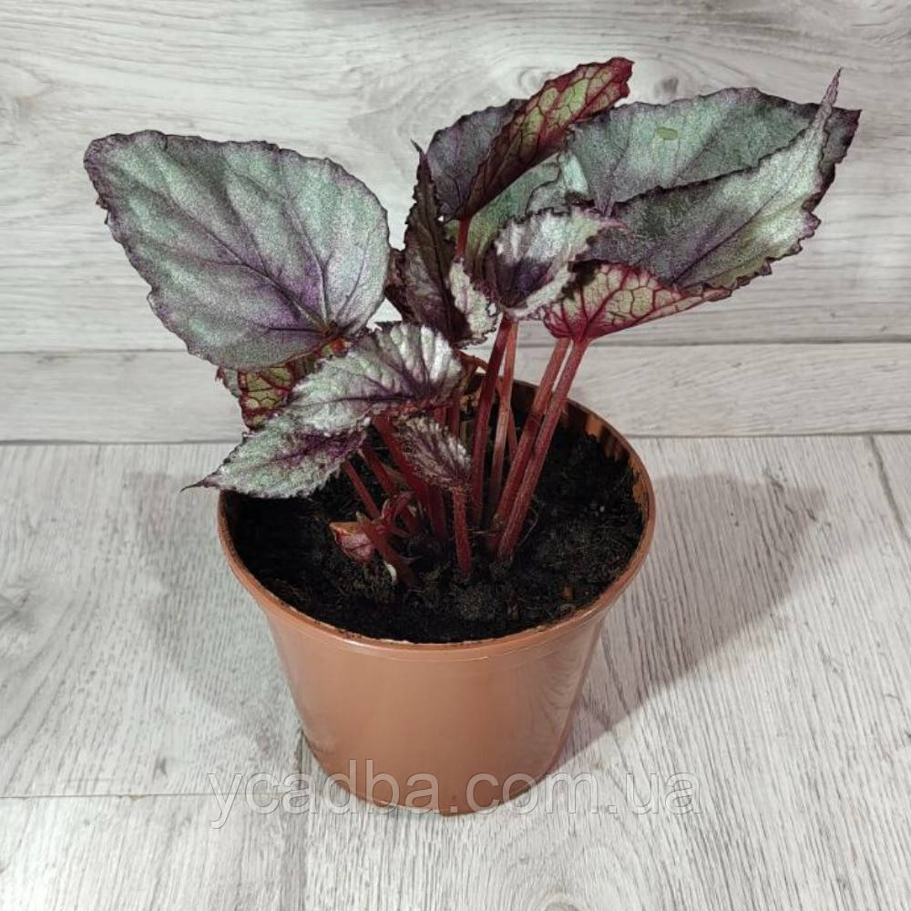 Бегонія Рекс Arctic breez, фото 1