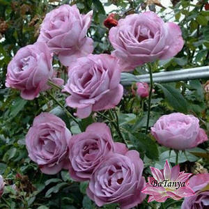 Троянда штамбова Блю Мун