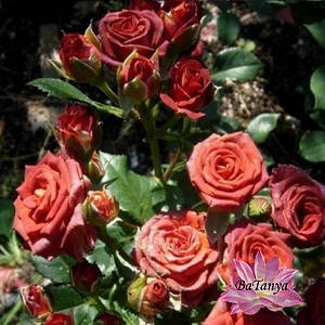 Роза бордюрна Браун Шугар