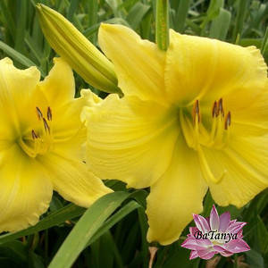 Лійник Біг Бірд