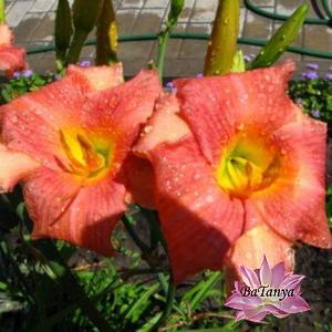 Лілейник Амазон Аметист (63)