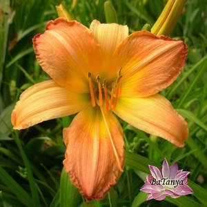 Лілейник гібридний "Абстракт Арт"