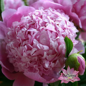 Півонія Мес'є Жуль Елі