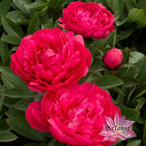 Півонія Канзас