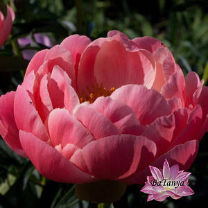 Півонія Корал Шарм