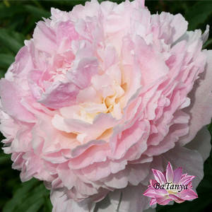 Півонія «Шифон Парфе»
