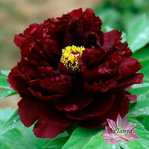 Півонія трав'яниста "Блек Б'юті"