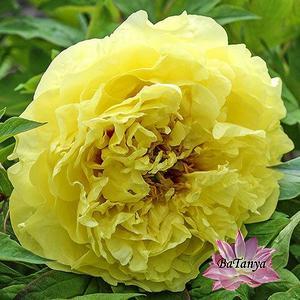 Півонія ITOH Yellow Crown