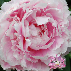 Півон Sarah Bernhardt Unique