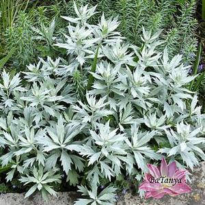 Полин Людовика Silver Queen.