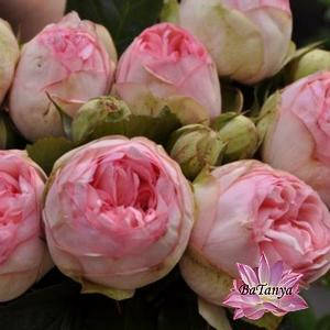 Троянда чайно-гібридна Чармінг Піано