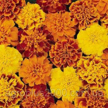 Насіння Чорнобривці французькі Супер Герой суміш Formula Mix 1000 насінин Benary, фото 1