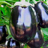 Баклажан Херсонський 0,5 г, фото 2