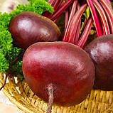 Буряк Єгипетська плоска 20г, фото 2