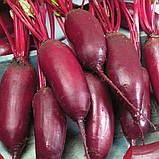 Буряк Ріваль 20г, фото 2