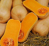 Гарбуз Арабатська 10шт, фото 2