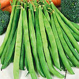 Квасоля Спаржева зелена 20г, фото 2