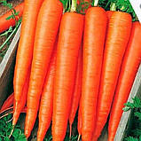 Морква Перфекція 20г, фото 2