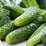 Огірок Лялюк 5г, фото 3