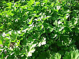 Насіння Петрушка листова Врожайна 16г, фото 4