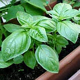 Базилік  Лімонний 3 г, фото 3