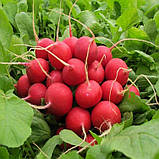 Редиска Сора 20г, фото 2