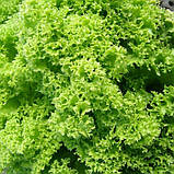 Салат Городнє чудо 1г, фото 2