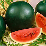 Кавун Красень 2г, фото 2
