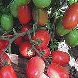 Томат Марьюшка 0,1 г, фото 2