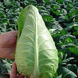 Капуста рання Джерсі Вейкфільд 1г, фото 2